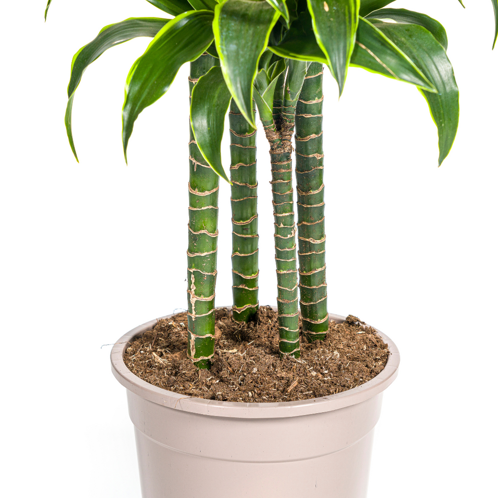 Dracaena Deremensis Dorado, groene bladeren