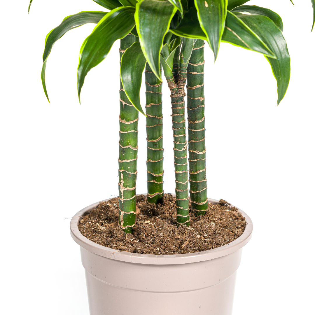 Dracaena Deremensis Dorado, groene bladeren