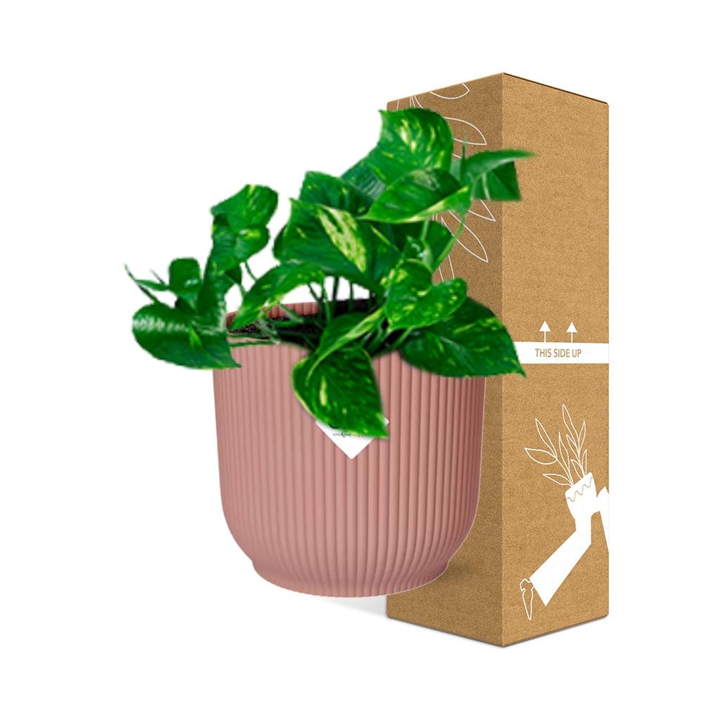 Detailfoto van Epipremnum Pinnatum ‘Aureum’ in ELHO Vibes Fold 14cm roze
