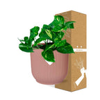 Detailfoto van Epipremnum Pinnatum ‘Aureum’ in ELHO Vibes Fold 14cm roze