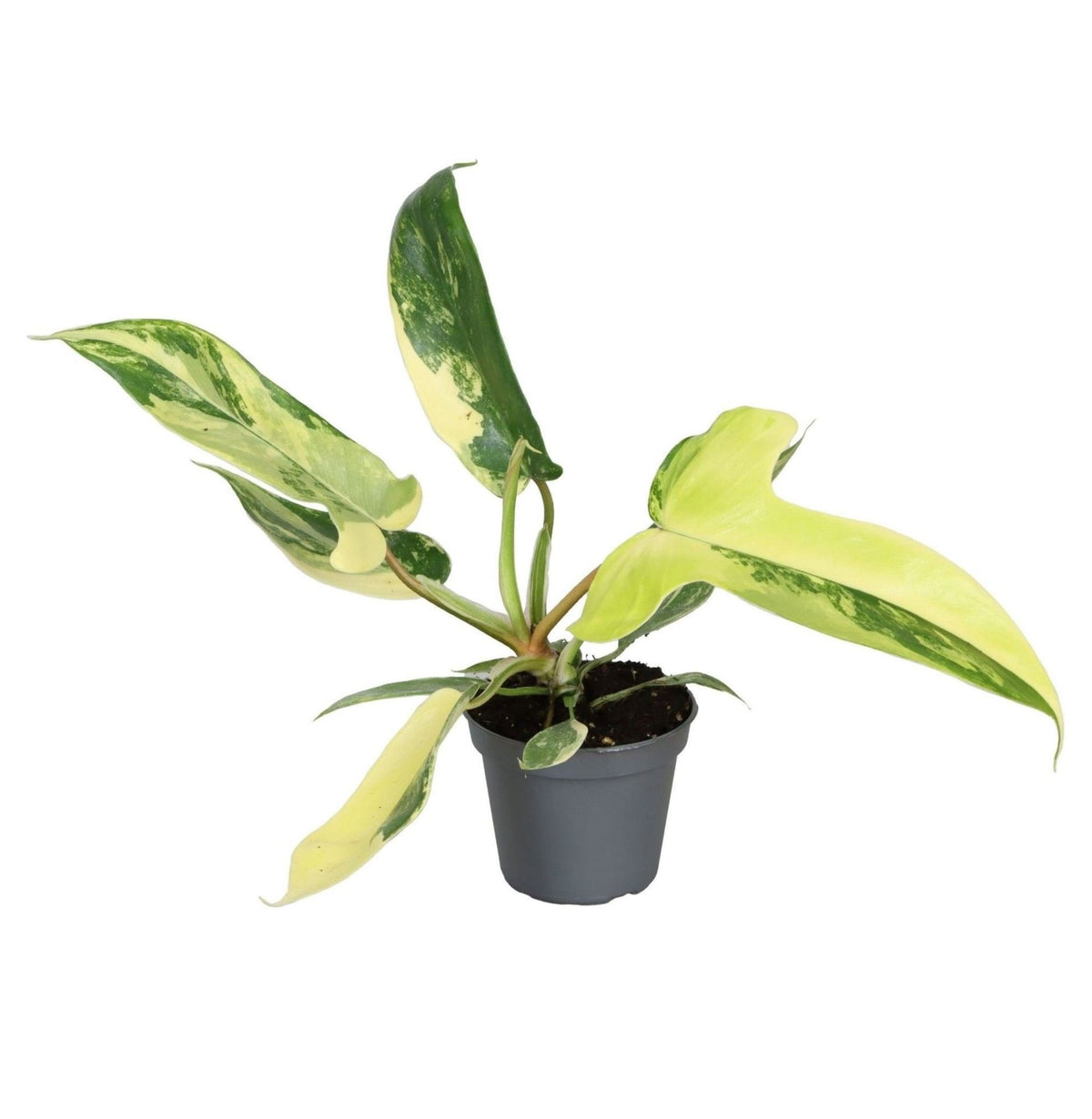 Philodendron 'Florida Beauty', groen-geel, babyplant 6 cm, plant in pot