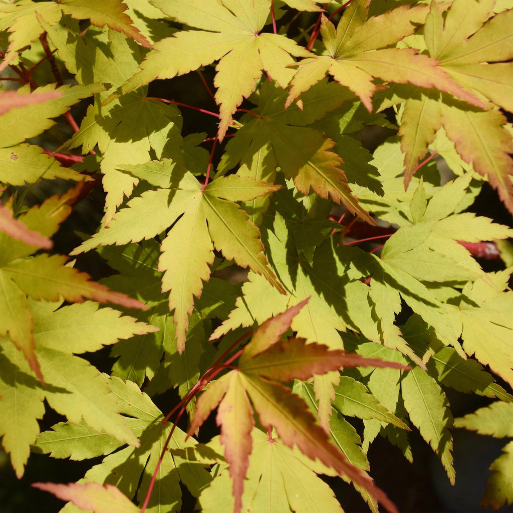 Japanse esdoorn Acer palmatum Summergold, detail van het blad