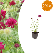 Knautia macedonica