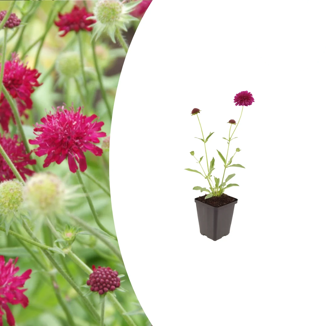 Knautia macedonica, kenmerkend blad