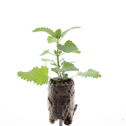 Kattenkruid Nepeta, aromatisch, zelf kweken, 6 pluggen