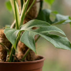 Mini Gatenplant, groene bladeren