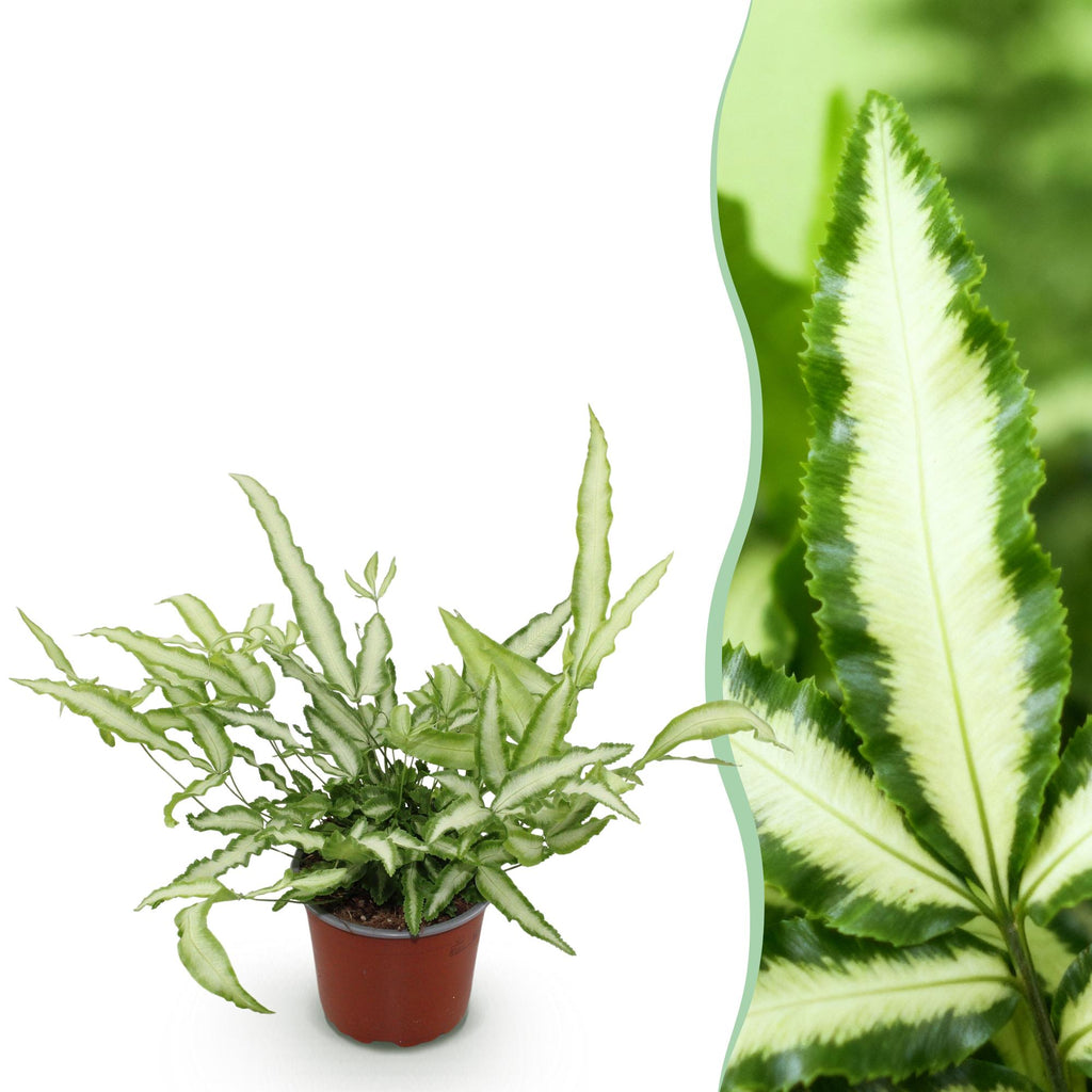Pteris cretica Albolineata, detail van het blad
