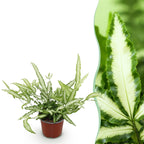 Pteris cretica Albolineata, detail van het blad