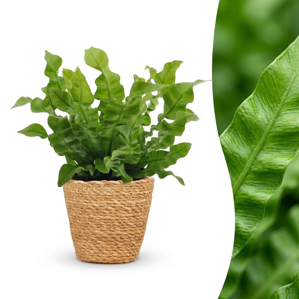 Asplenium Crispy Wave - met Mand, plant in pot