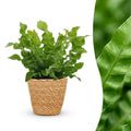 Asplenium Crispy Wave - met Mand, plant in pot