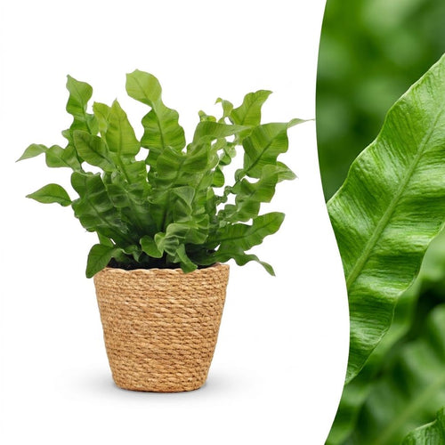 Asplenium Crispy Wave - met Mand, plant in pot