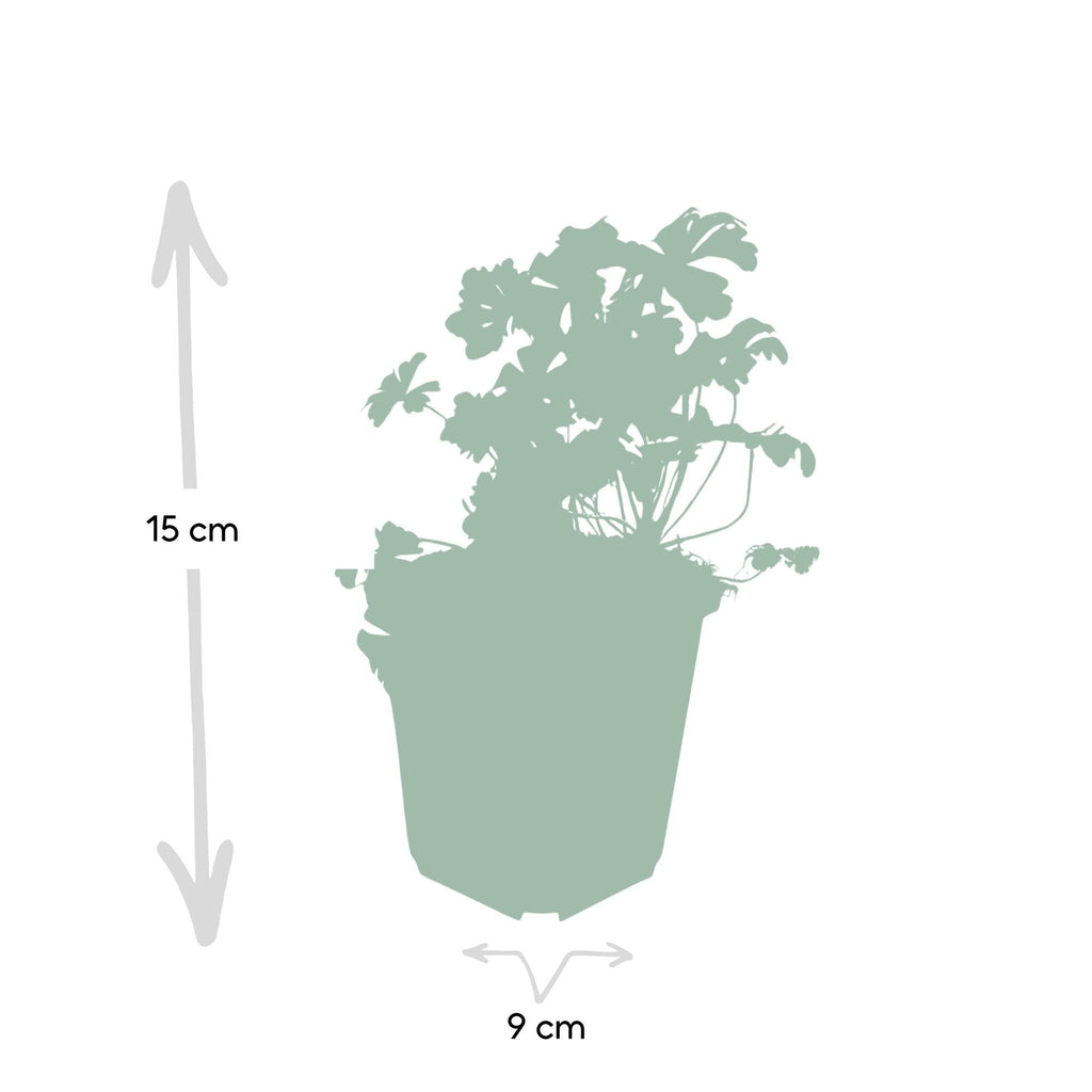 Geranium cant. 'Biokovo', groene bladeren