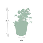 Geranium cant. 'Biokovo', groene bladeren