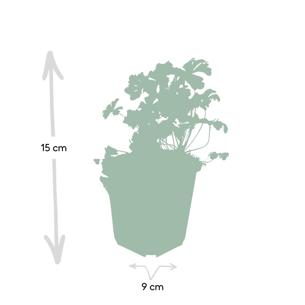 Geranium cant. 'Biokovo', groene bladeren