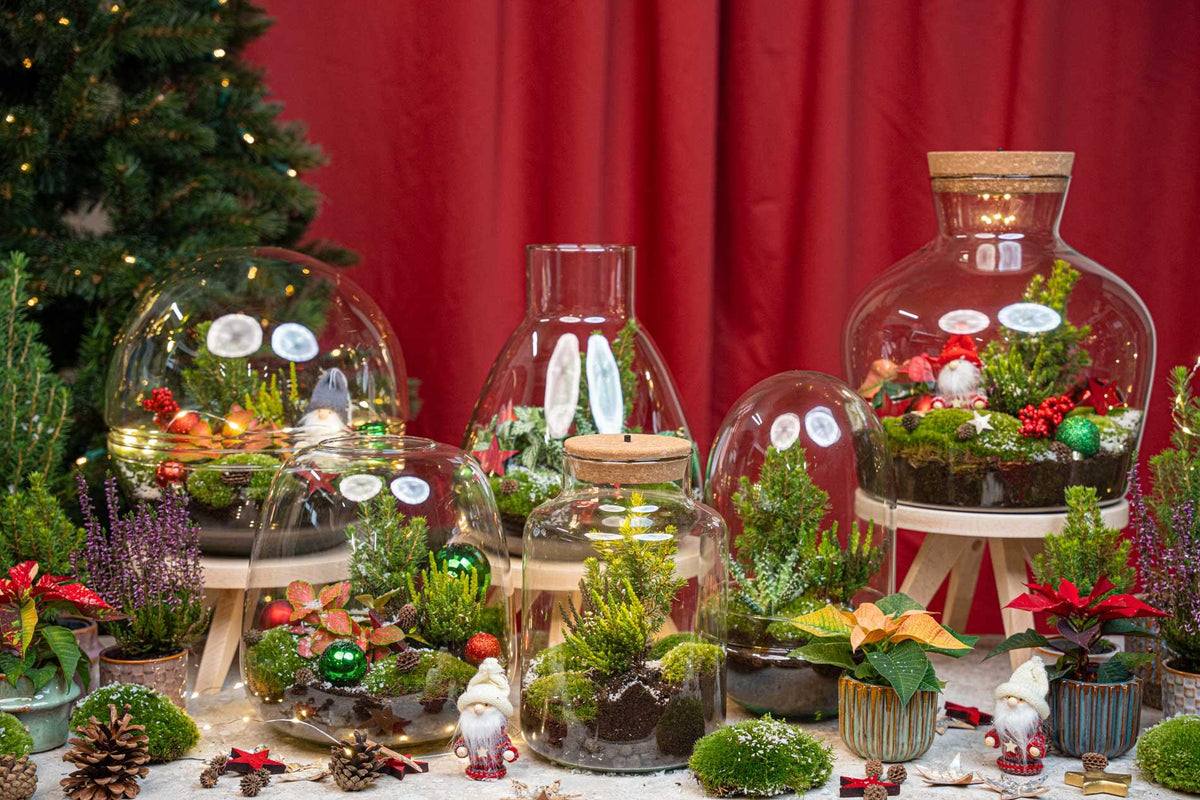 Detailfoto van DIY kerstterrarium 'Frosty', plantenterrarium kit, Ø17 cm