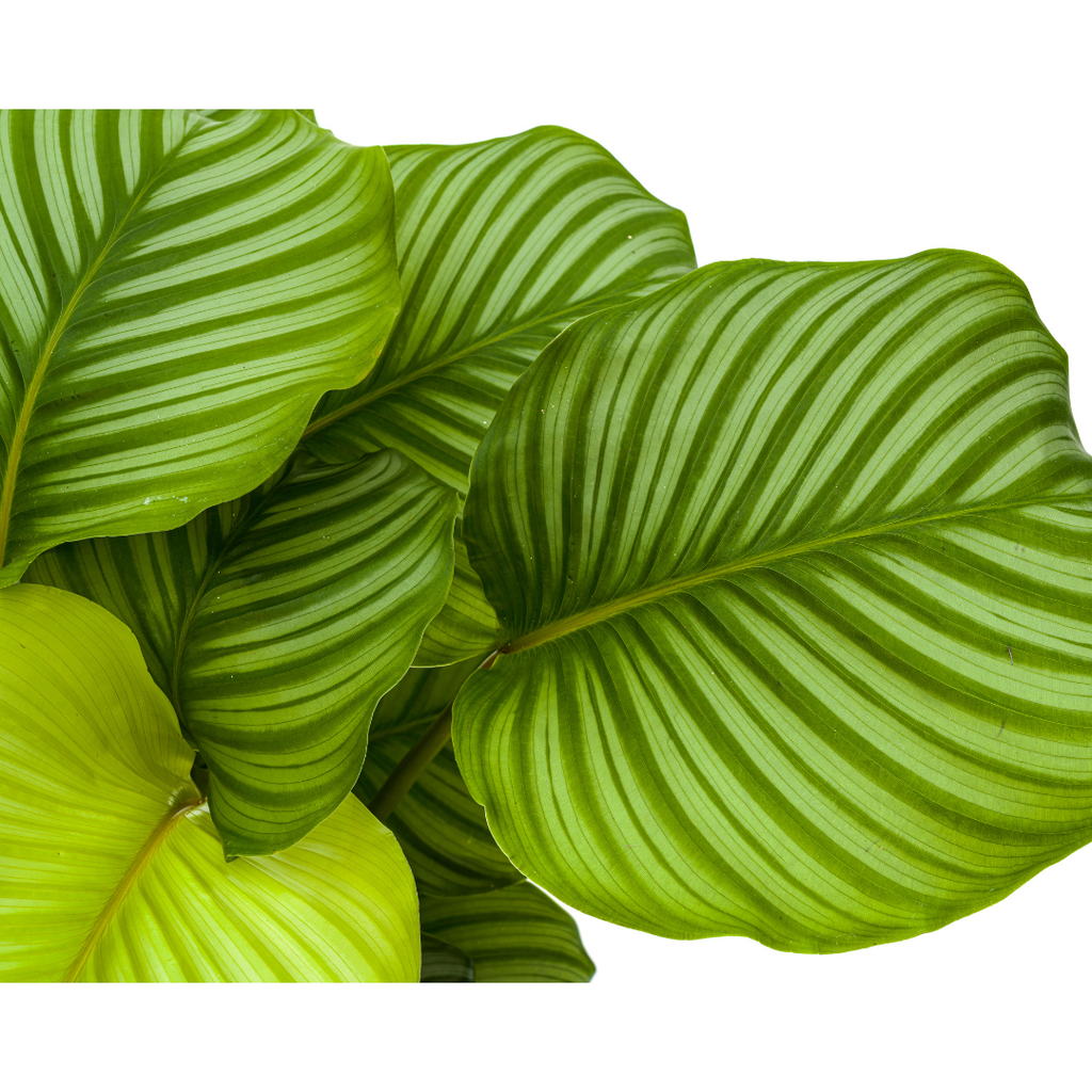 Calathea Orbifolia, groene bladeren
