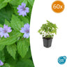 60x Geranium nodosum