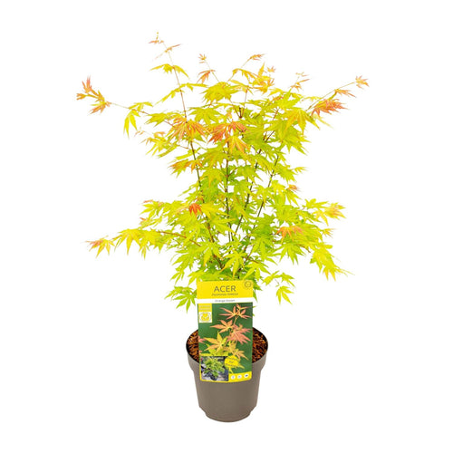 Detailfoto van Acer palmatum 'Orange Dream', oranjegeel blad, 50 cm hoog
