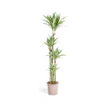 Dracaena Deremensis White Stripe, plant in pot