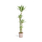 Dracaena Deremensis White Stripe, plant in pot