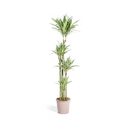 Dracaena Deremensis White Stripe