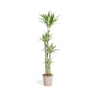 Dracaena Deremensis White Stripe