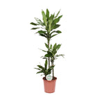 Productfoto van Dracaena Janet Lind