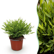 Pogonatherum Monica - Kamerbamboe