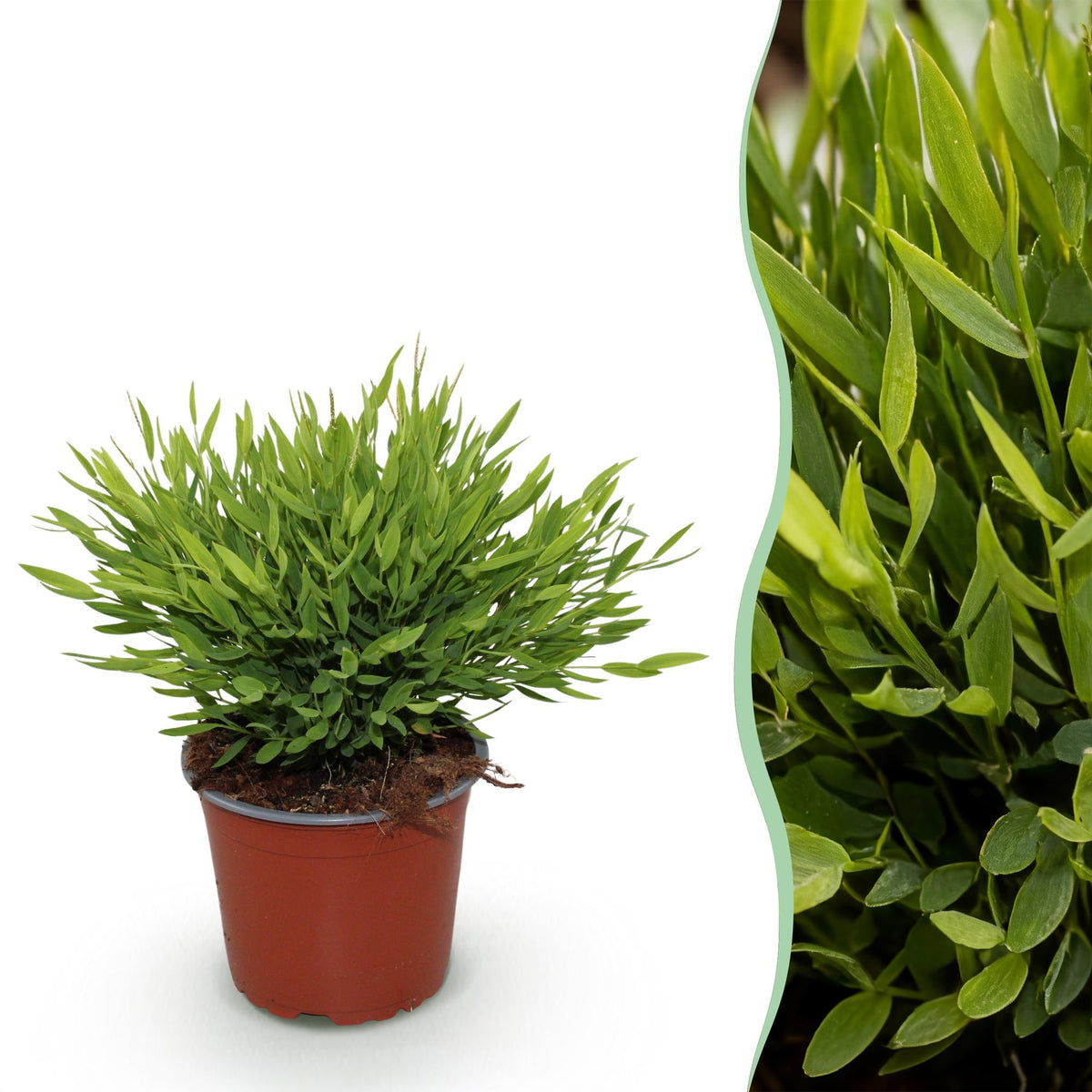 Pogonatherum Monica - Kamerbamboe, detail van het blad