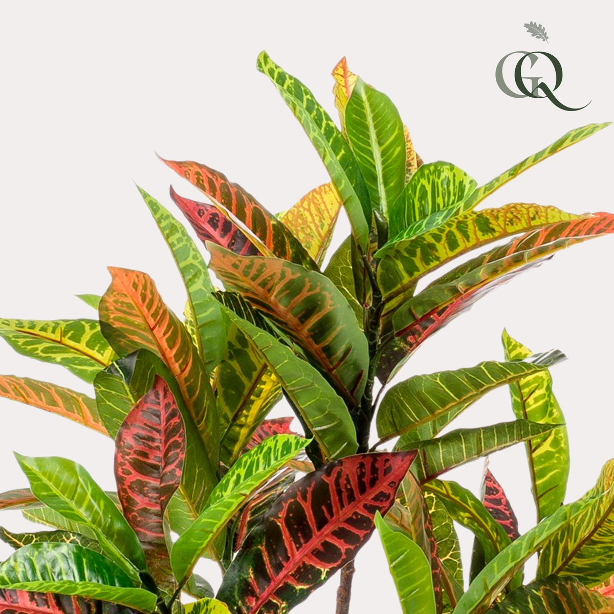 Productafbeelding van Pureplant