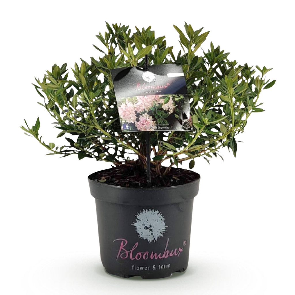 Bloeiende buxusvervanger Bloombux Light Pink