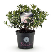 Bloeiende buxusvervanger Bloombux Light Pink