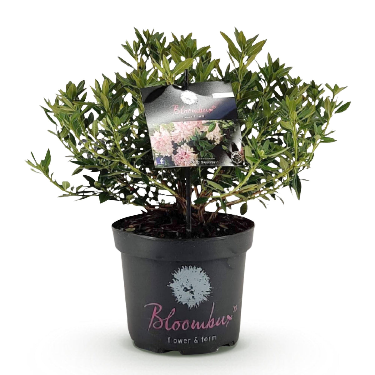 Bloeiende buxusvervanger Bloombux Light Pink