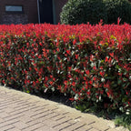 Glansmispel Carré Rouge per strekkende meter, groeiwijze van de plant