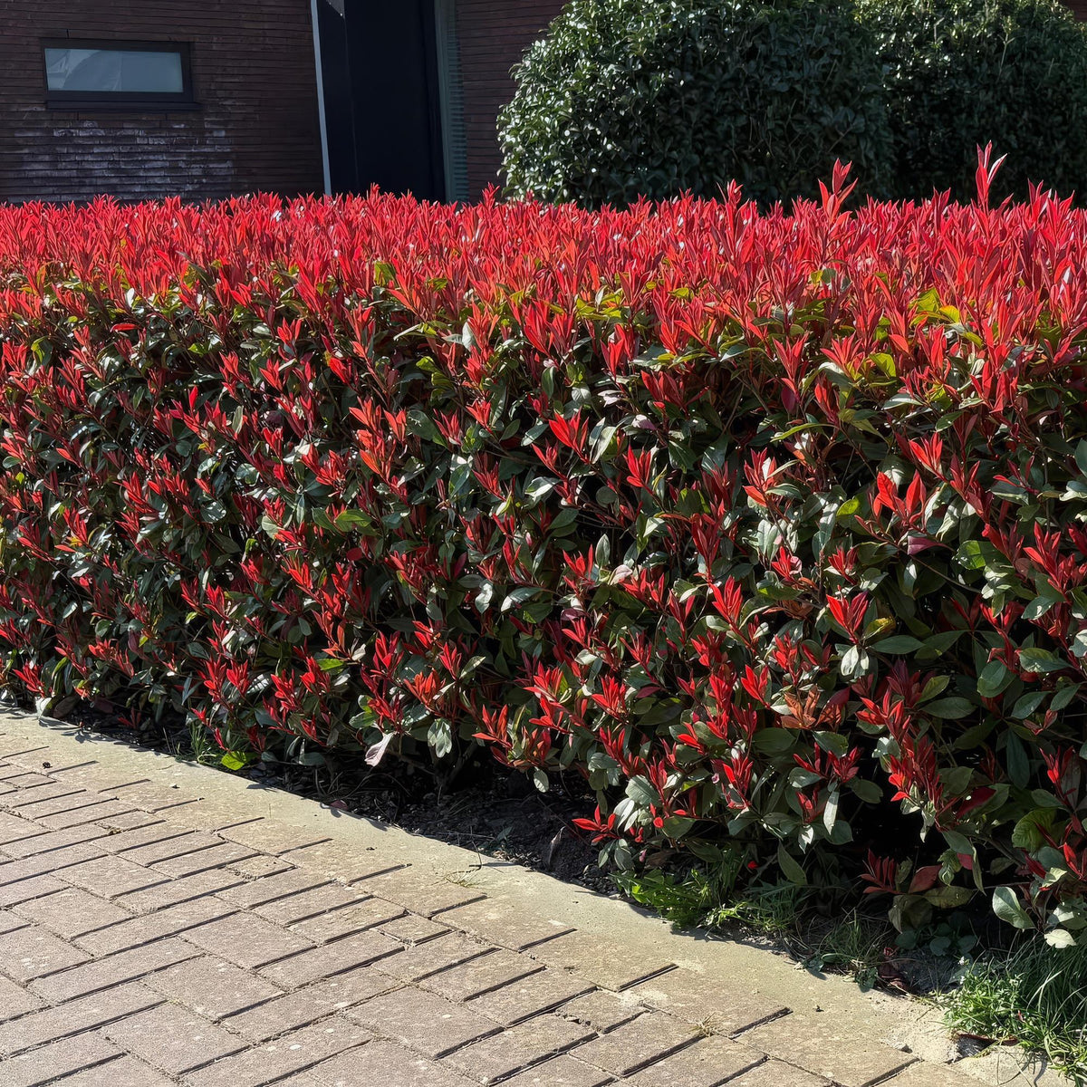 Glansmispel Carré Rouge per strekkende meter, groeiwijze van de plant