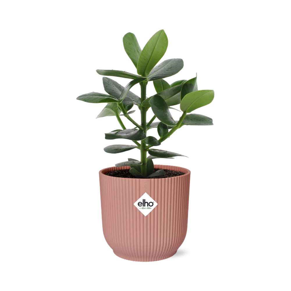 Productfoto van Clusia Princess in ELHO Vibes Fold 14cm roze