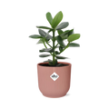 Productfoto van Clusia Princess in ELHO Vibes Fold 14cm roze