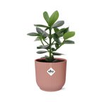 Productfoto van Clusia Princess in ELHO Vibes Fold 14cm roze