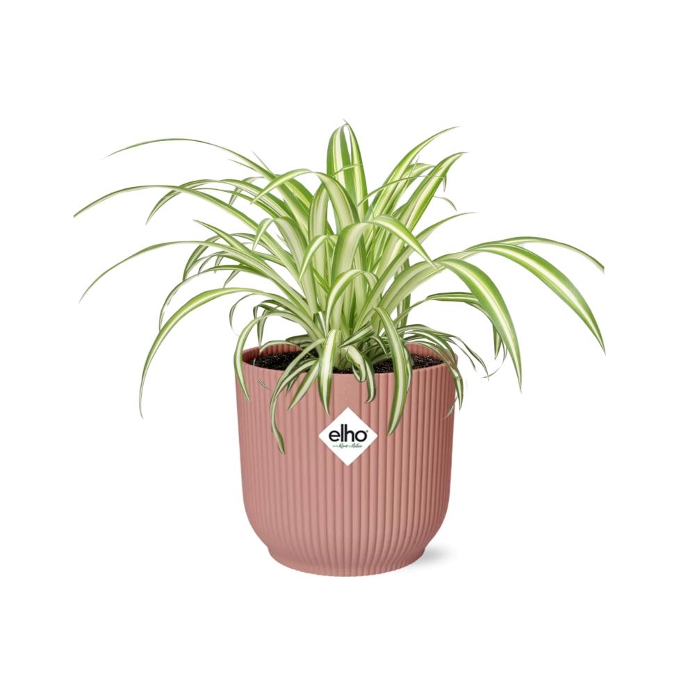 Detailfoto van Chlorophytum Comosum Variegatum in ELHO Vibes Fold 14cm roze