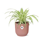 Detailfoto van Chlorophytum Comosum Variegatum in ELHO Vibes Fold 14cm roze