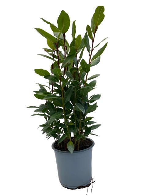 Productfoto van Laurus Nobilis