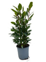 Laurus Nobilis