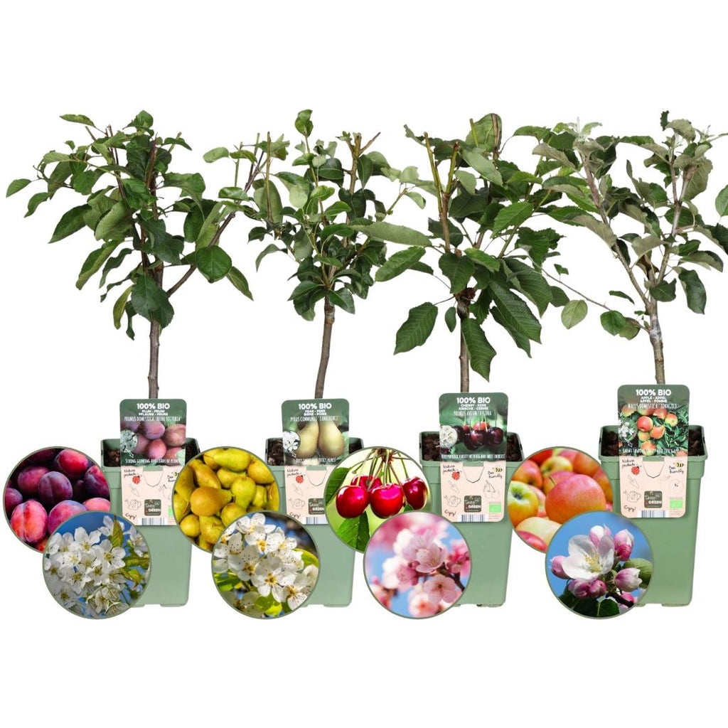 Biologische fruitbomen appel, peer, kers en pruim, set van 4, groeiwijze van de plant