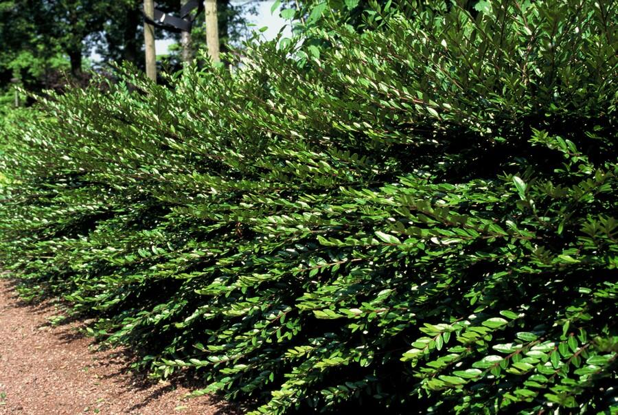 Lonicera pileata, groene bladeren