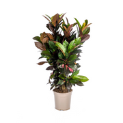 Codiaeum &