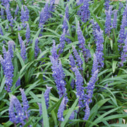 Liriope muscari &