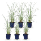 Prachtriet Miscanthus Morning Light met pluim