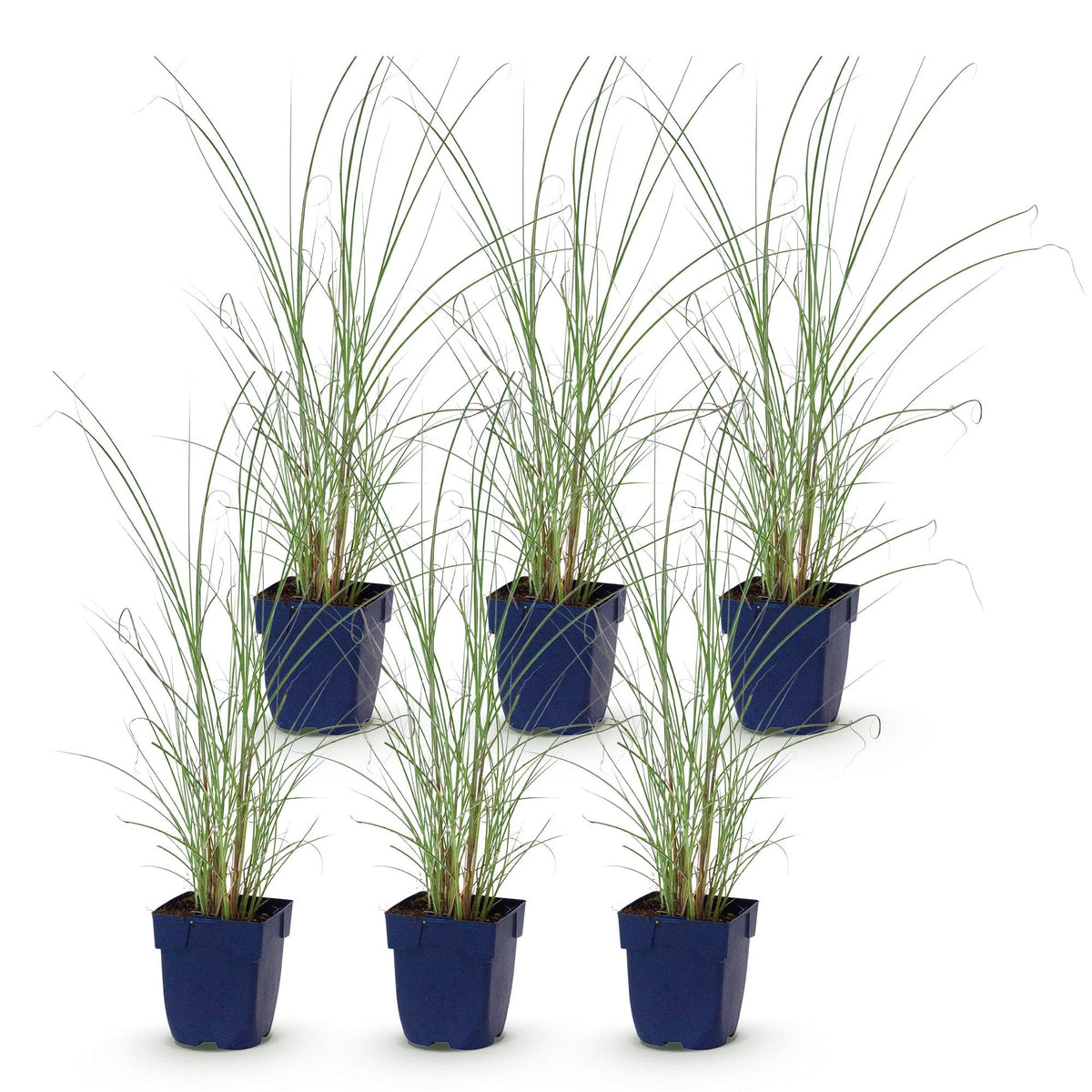 Prachtriet Miscanthus Morning Light met pluim