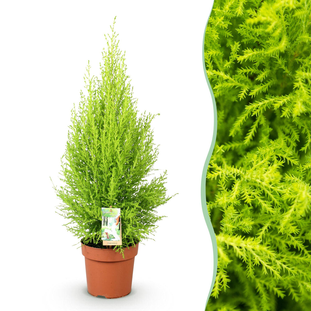 Cupressus Gold Crest Wilma, detail van het blad