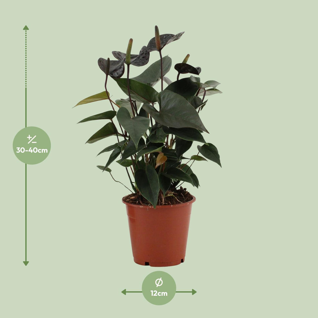 Detailfoto van Anthurium Black Love In Transparant Sleeve